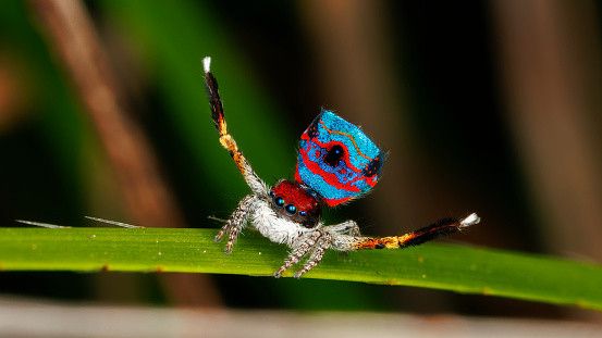 Imagen de archivo de la araña pavo real.