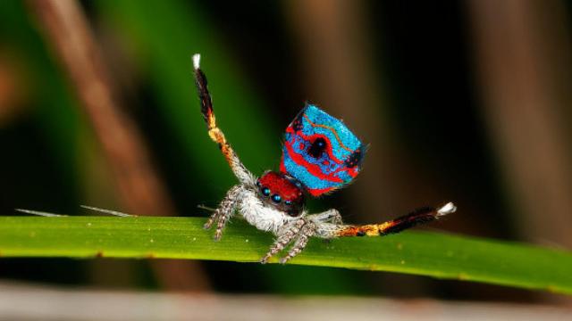 Imagen de archivo de la araña pavo real.