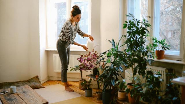 Mujer regando sus plantas de casa.