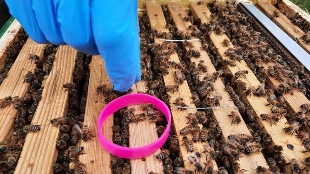 Los científicos utilizan pulseras de silicona y el detector APIStrip para medir las contaminación en el aire.