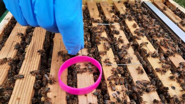 Los científicos utilizan pulseras de silicona y el detector APIStrip para medir las contaminación en el aire.