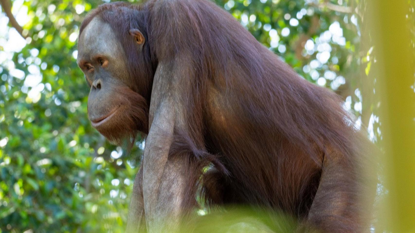 'Popo', el nuevo macho de orangután de Borneo de Bioparc Fuengirola.