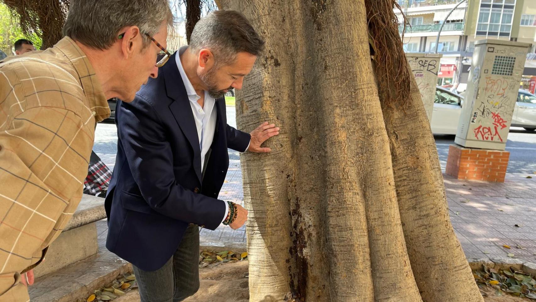 Juanma Badenas junto al ficus monumental atacado. EE