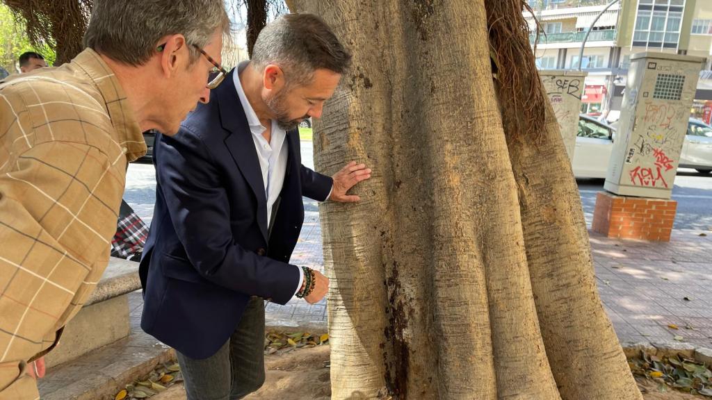 Juanma Badenas junto al ficus monumental atacado. EE