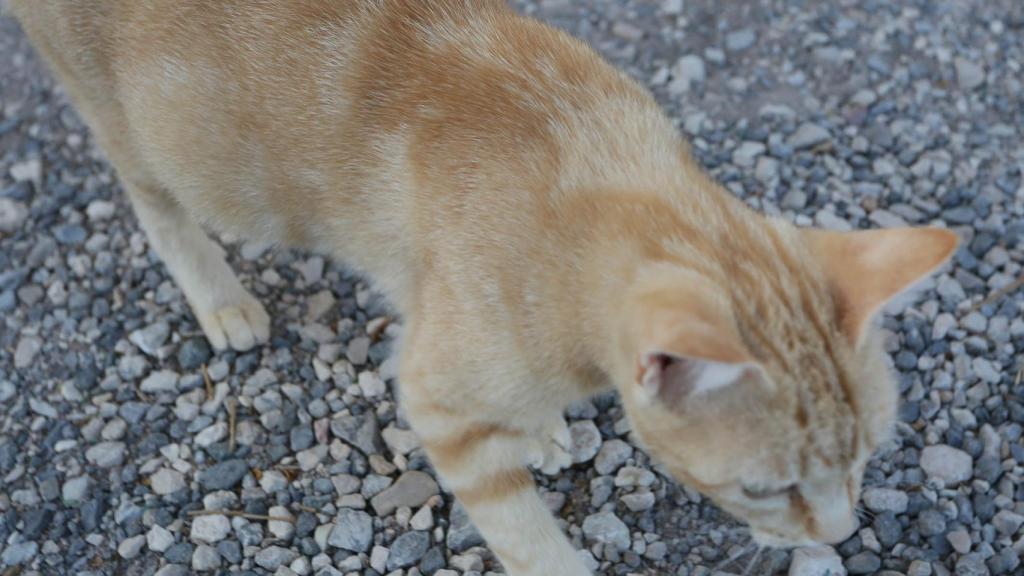 La Diputación incrementa hasta los 700.000€ las ayudas para el control de moscas y la esterilización de gatos