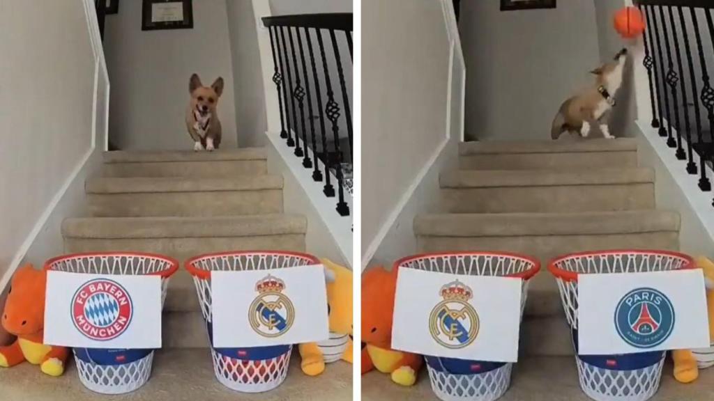 El perro pronostica el camino hacia la final de la Champions League.
