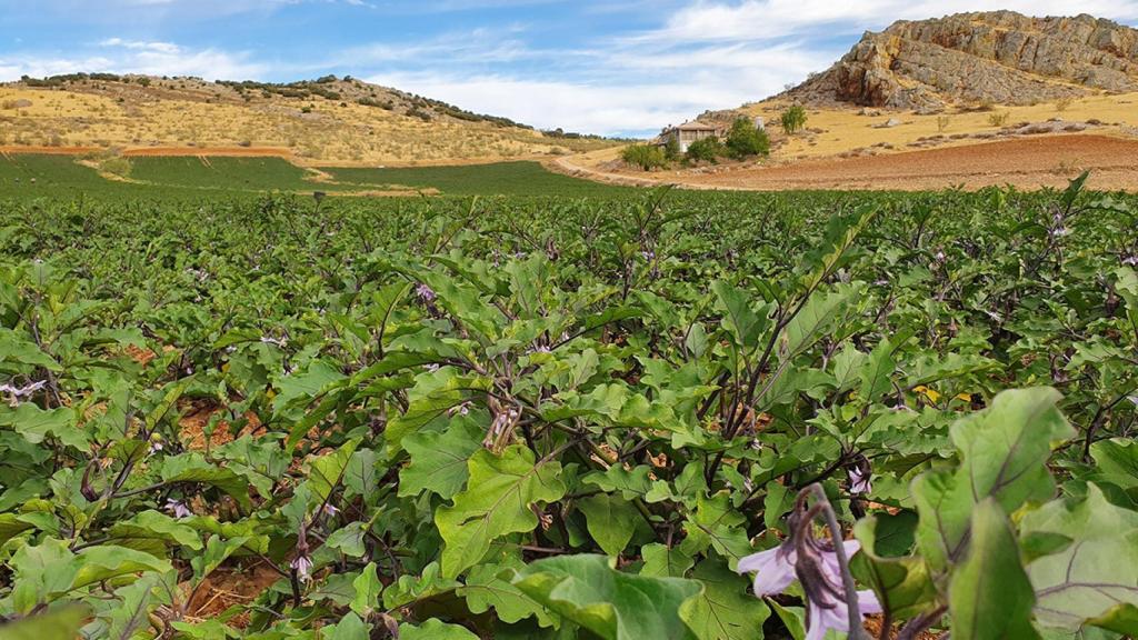 Cultivo de la berenjena de Almagro en Campo de Calatrava