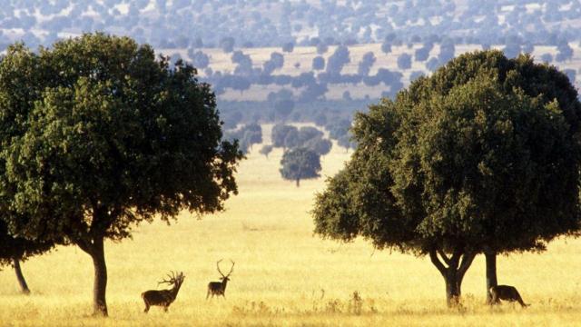 Parque Nacional de Cabañeros.