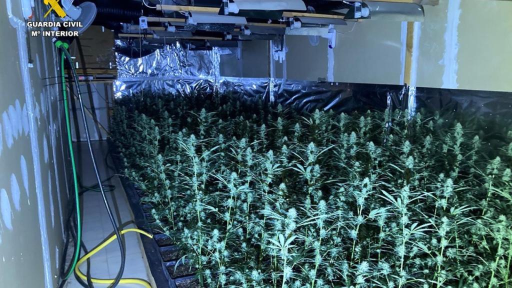 Imagen de la plantación de marihuana intervenida.