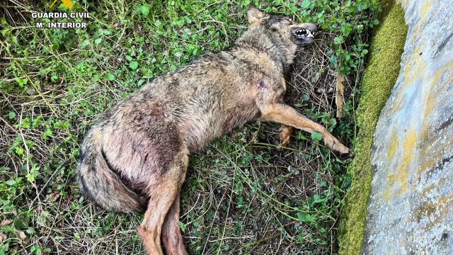 Lobo ibérico muerto en Cervera de  Pisuerga, Palencia