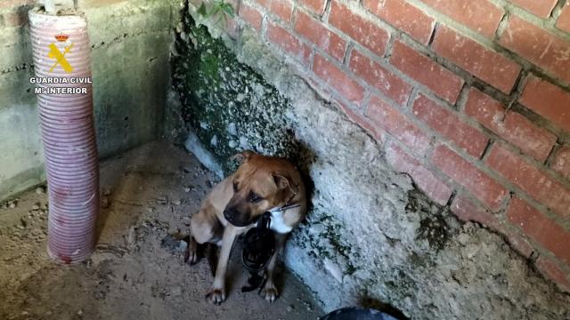 Un pitbull ataca a sus dueños en Cigales y obliga a intervenir a la Guardia Civil