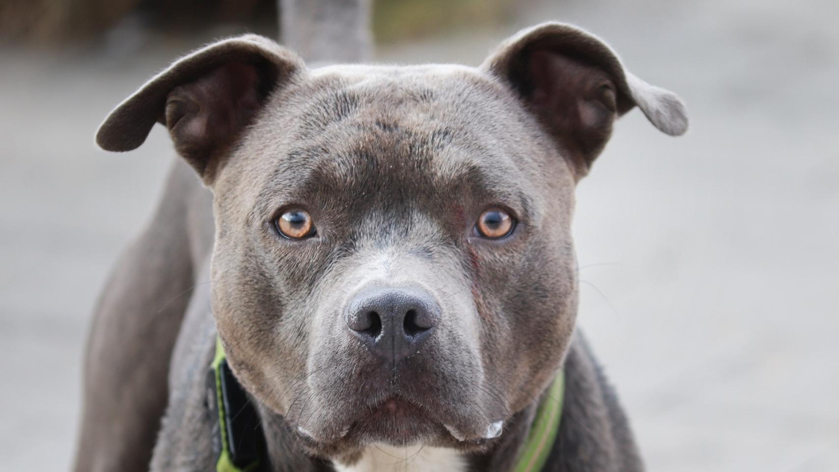 Un pitbull en una imagen de archivo.