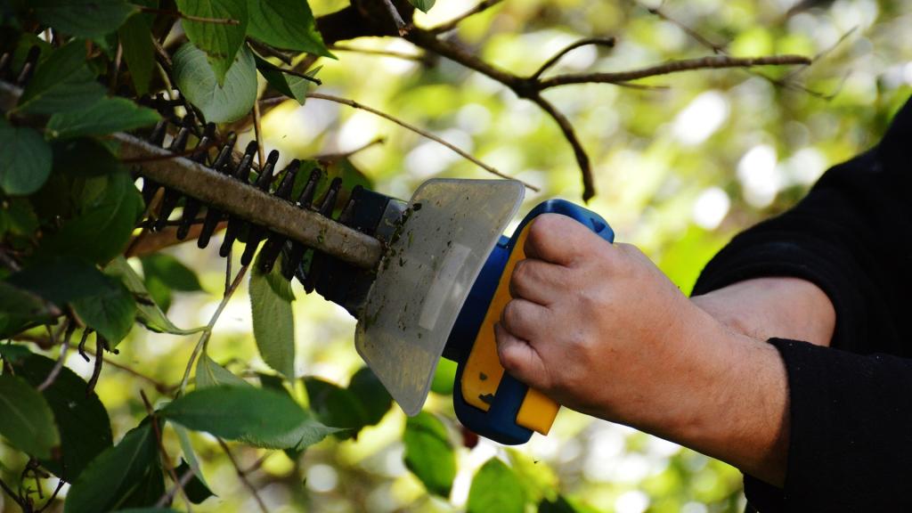 Imagen de archivo de una persona podando un árbol.