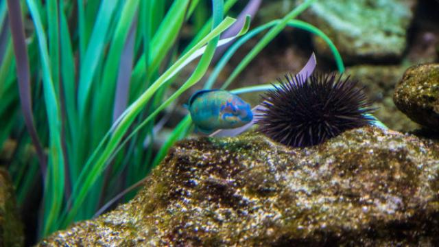 Imagen de archivo de un erizo de mar.