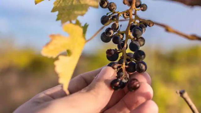 Imagen de archivo de uvas dañadas por el calor.