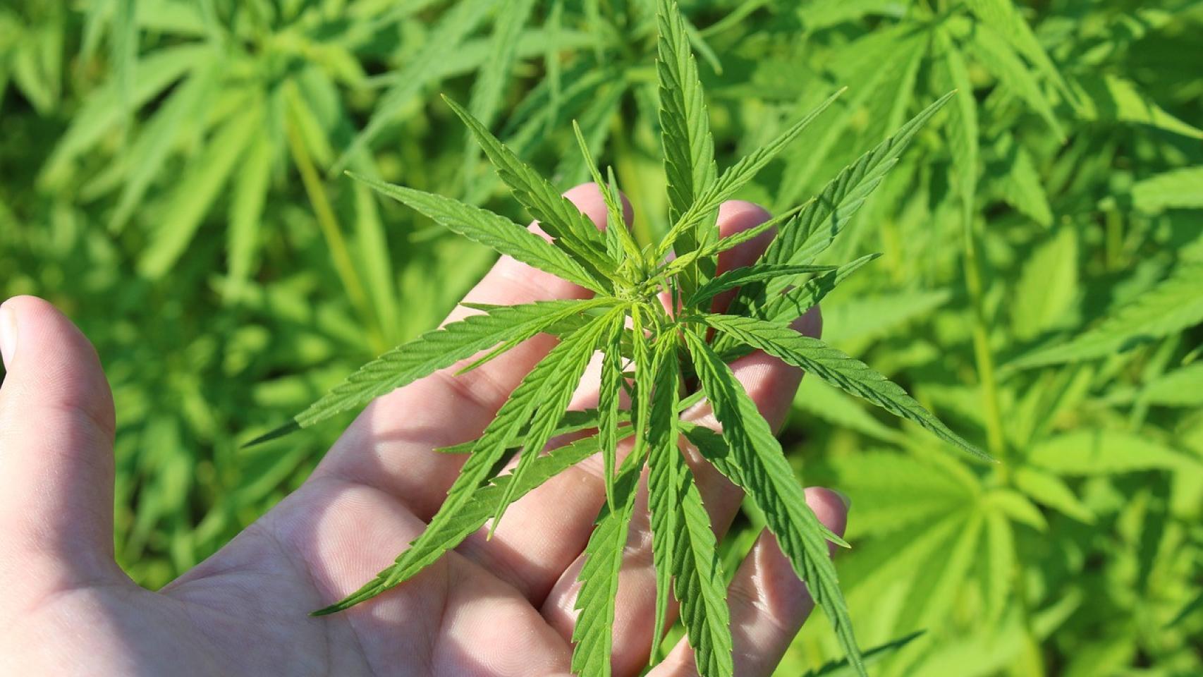 Cannabis.