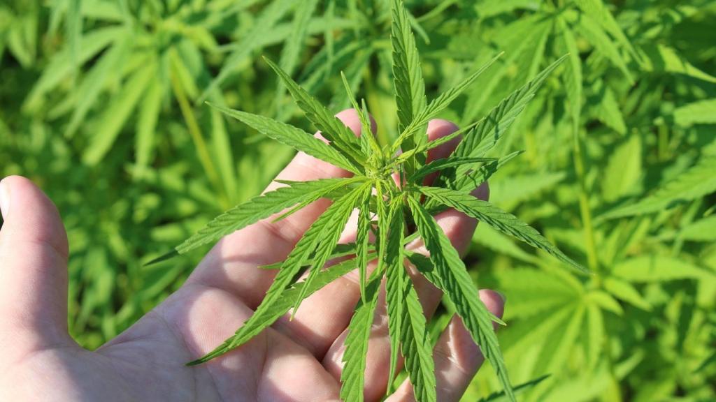 Cannabis.