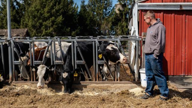 Imagen de archivo de un granjero, junto a sus vacas, Estados Unidos.