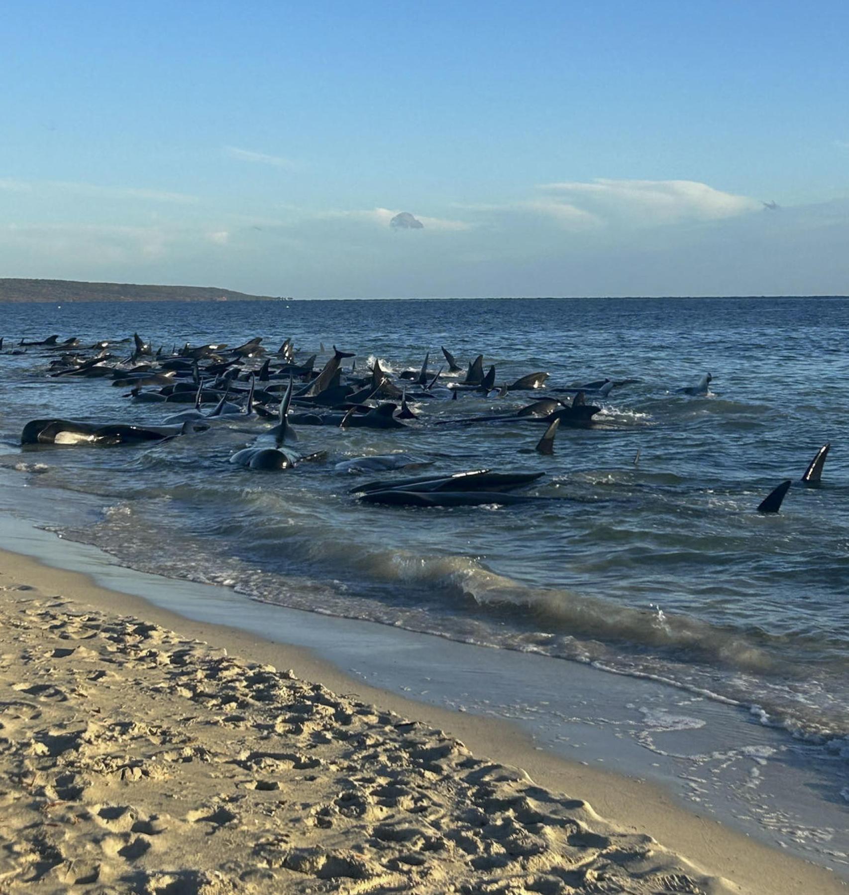 Las ballenas varadas en Australia.