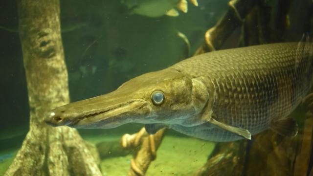 El manjuari tiene 240 millones de años y se reduce a unos pocos humedales en Cuba