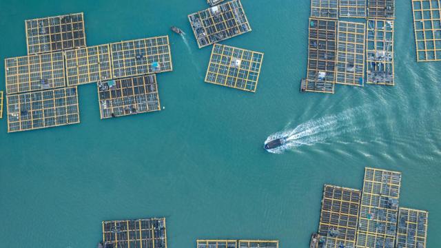 Galicia produce 250.000 toneladas de mejillones con DOP