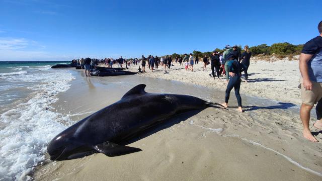 Las ballenas varadas en Dunsborough.