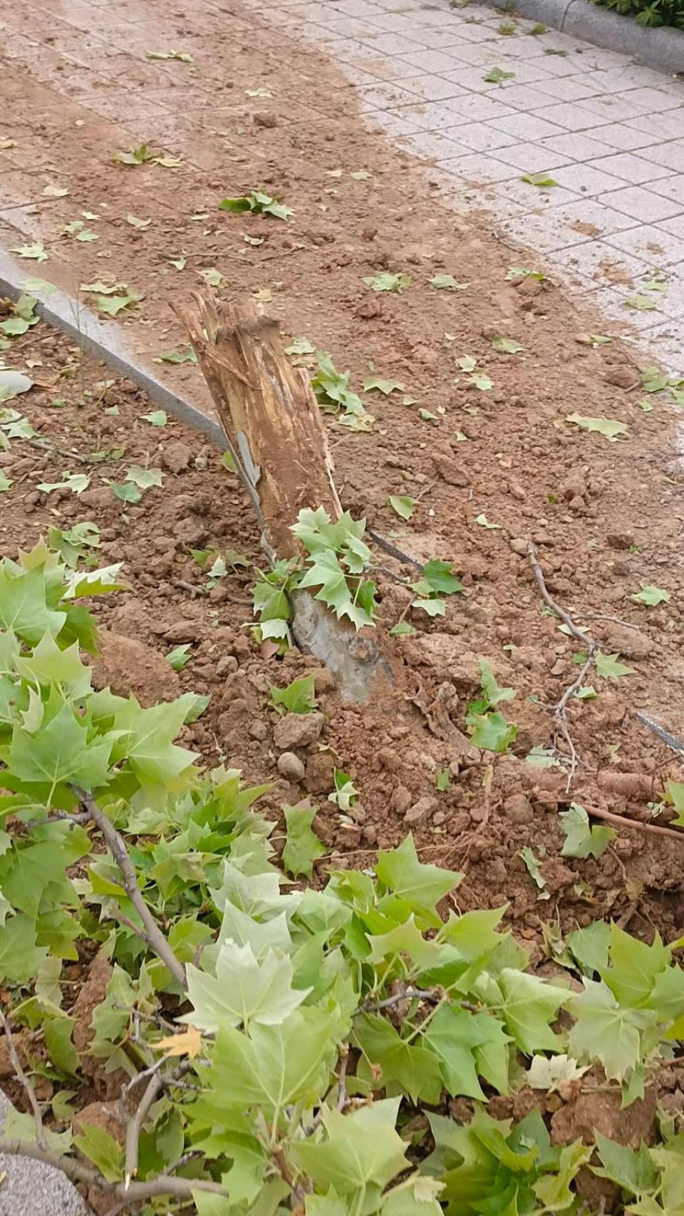 Un árbol arrancado tras el impacto del vehículo