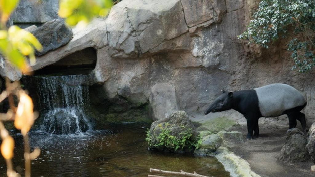 El tapir malayo.