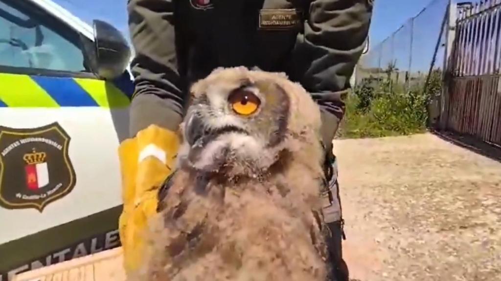 Búho real rescatado en Montalbo (Cuenca). Foto: Agentes Medioambientales de Castilla-La Mancha.