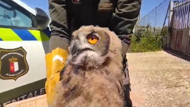 Búho real rescatado en Montalbo (Cuenca). Foto: Agentes Medioambientales de Castilla-La Mancha.