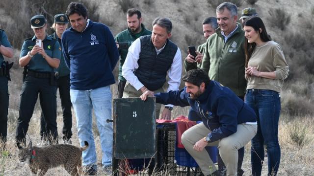 El alcalde de Lorca, Fulgencio Gil (i), y Fernando López Miras (d) liberan un lince ibérico en las Tierras Altas de Lorca.