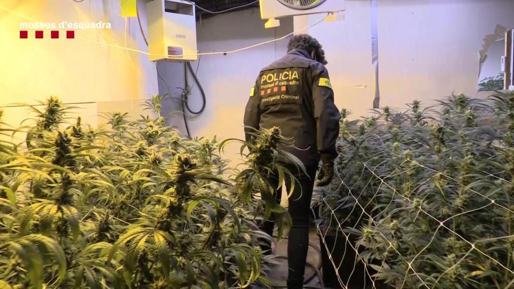 Un agente de los Mossos de Escuadra, durante un operativo en una plantación.
