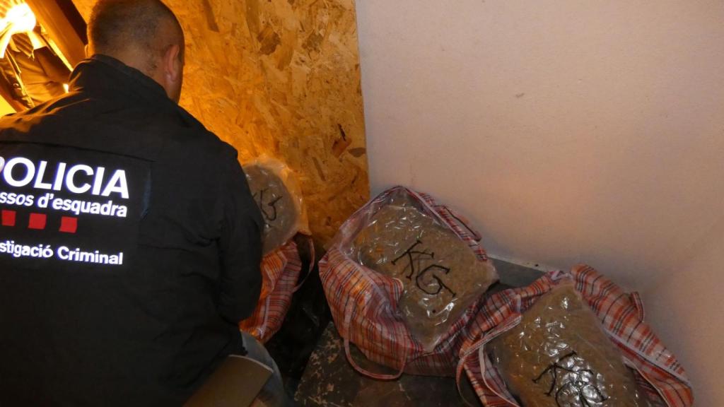 Un agente de los Mossos, con varios paquetes de marihuana ya envasados y listos para distribuir.