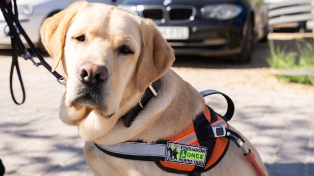 Orca está a punto de graduarse y pasar a uno de los perros guía que acompañan a personas ciegas de nuestro país.