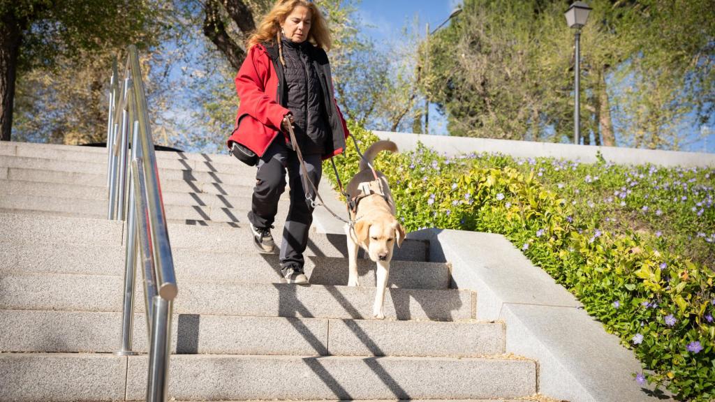 La instructora de movilidad, Pilar Legidos, de la Fundación ONCE del Perro Guía (FOPG) adiestra a Orca para que pueda guiar a un usuario.