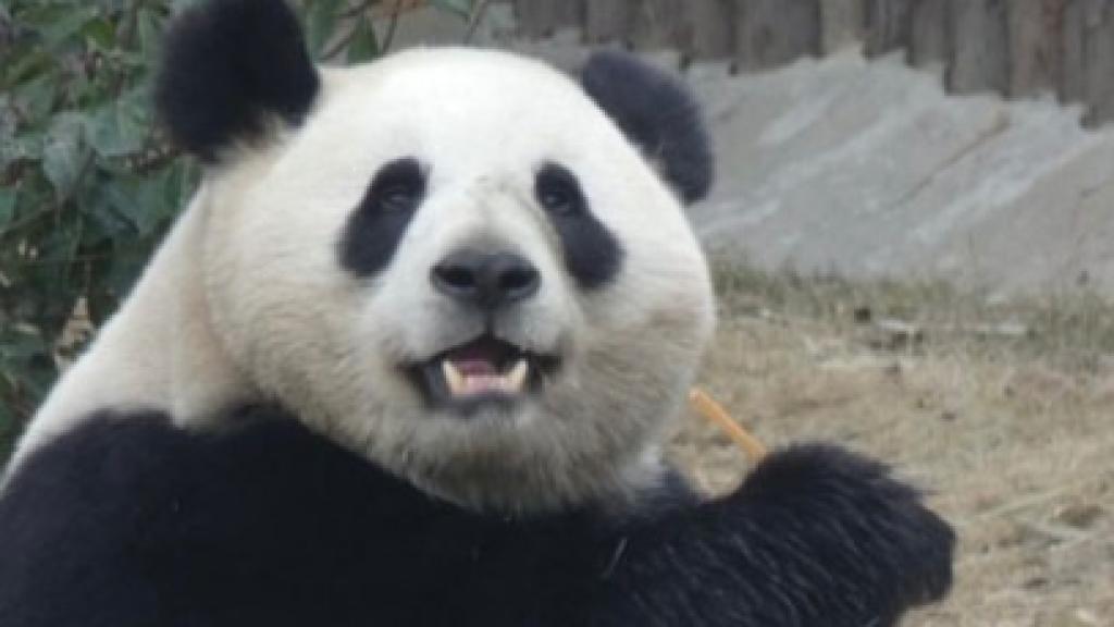 Los pandas Jin Xi y Zhu Yu.