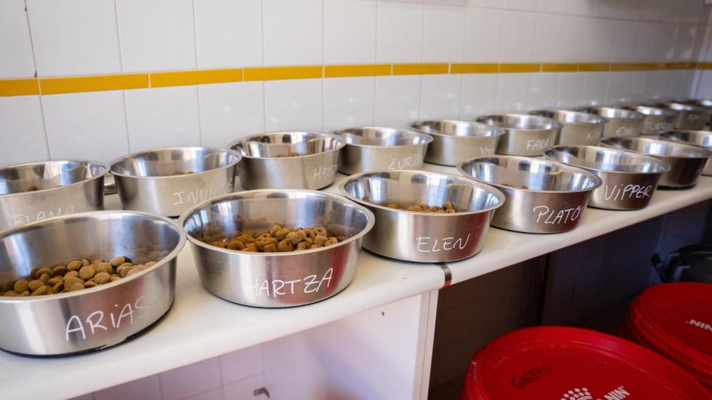Los cuencos de los perros de las perreras que han preparado las cuidadoras.