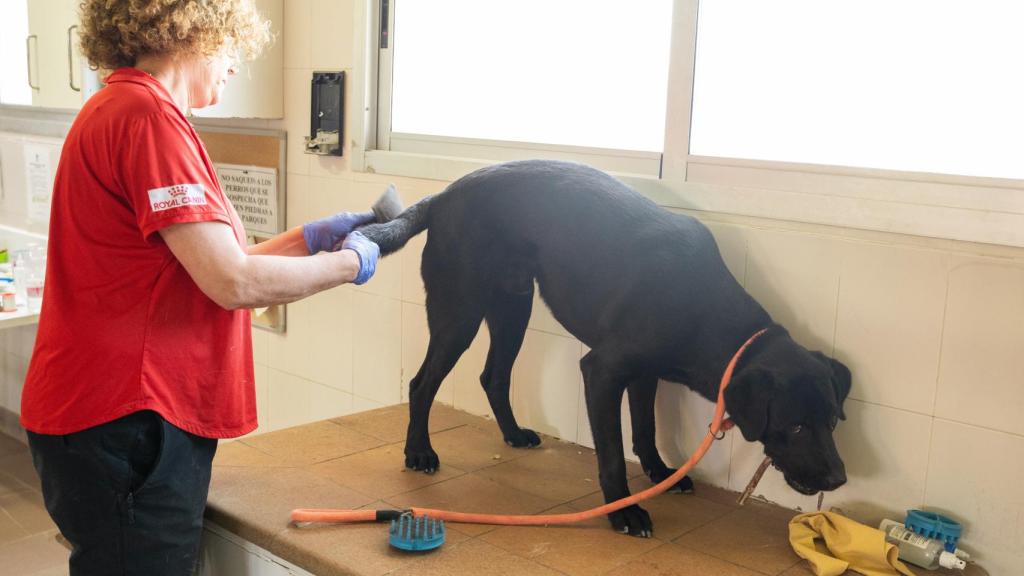 La cuidadoras se encargan del cepillado de los aspirantes a perros guía.