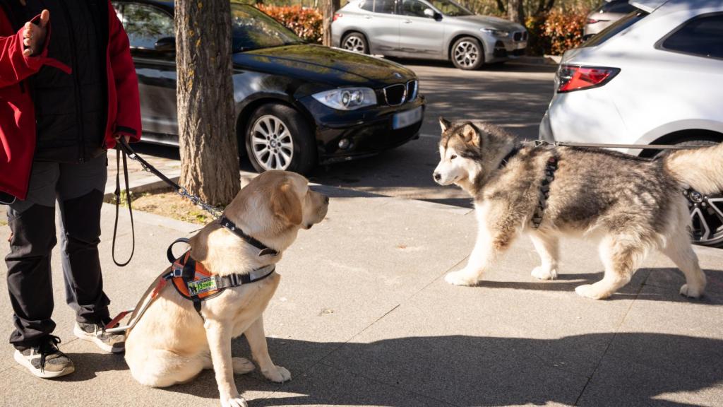 Orca se distrae con otro perro en la calle.