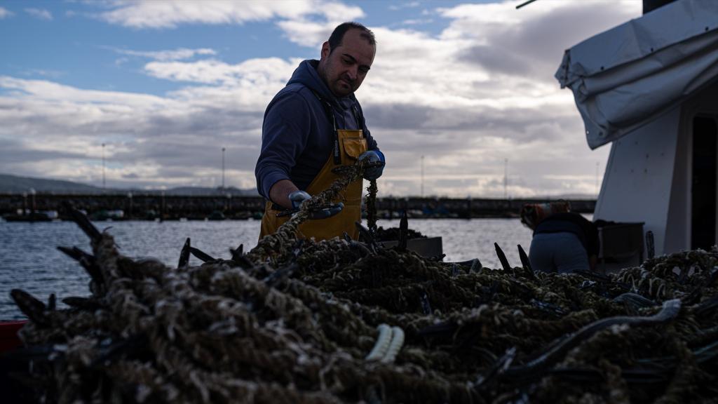 Galicia cosecha 250.000 toneladas de mejillones con denominación de origen.