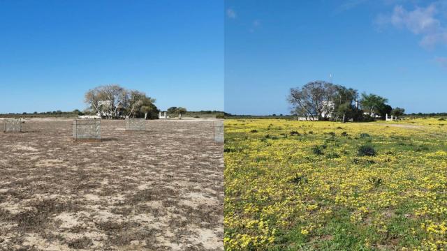 El Parque Nacional de Doñana entre septiembre de 2023 (izquierda) y abril de 2024 (derecha).