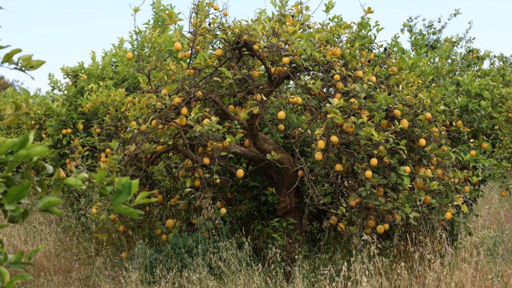 Cultivos del Valle del Guadalhorce.