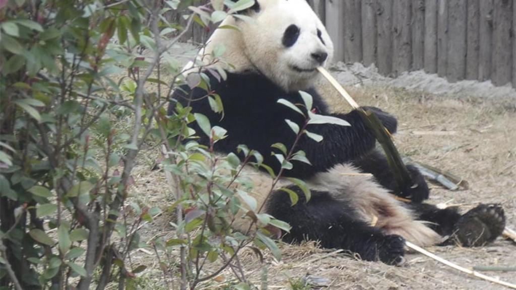 Uno de los pandas madrileños en su campamento base.
