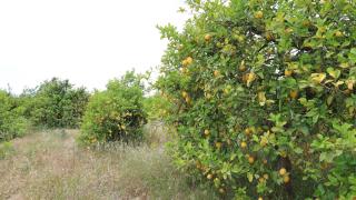 Estado actual de los cultivos del Valle del Guadalhorce.