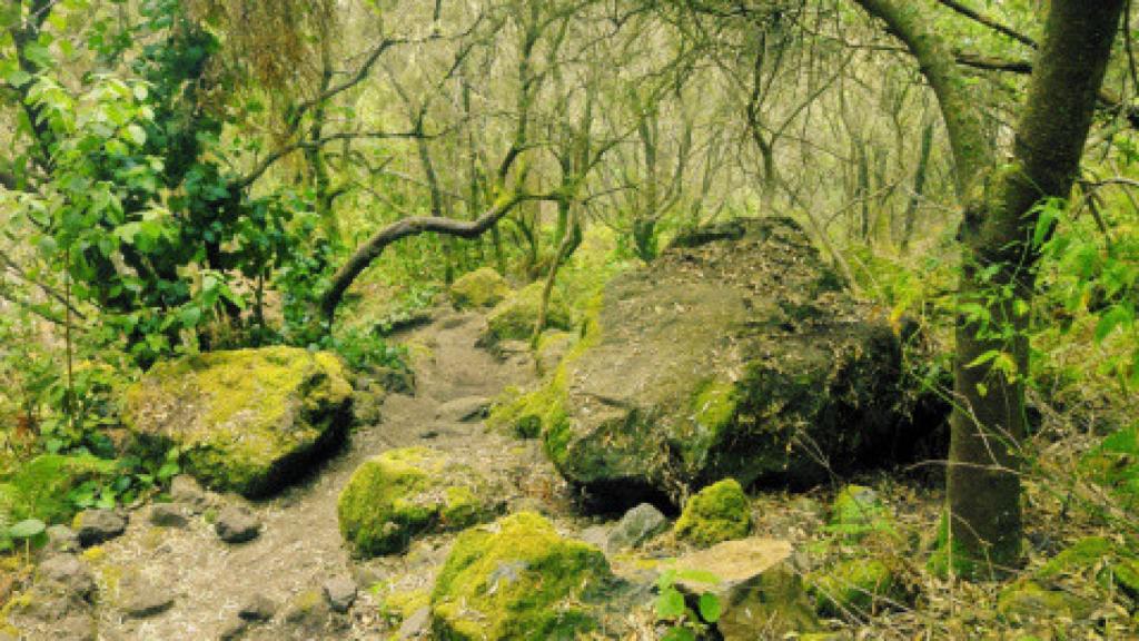 Una zona frondosa del bosque de Tilos en la isla de La Palma