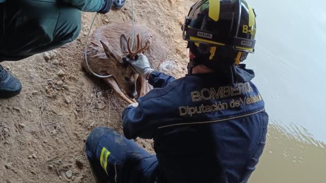 Rescate de corzo en La Corala