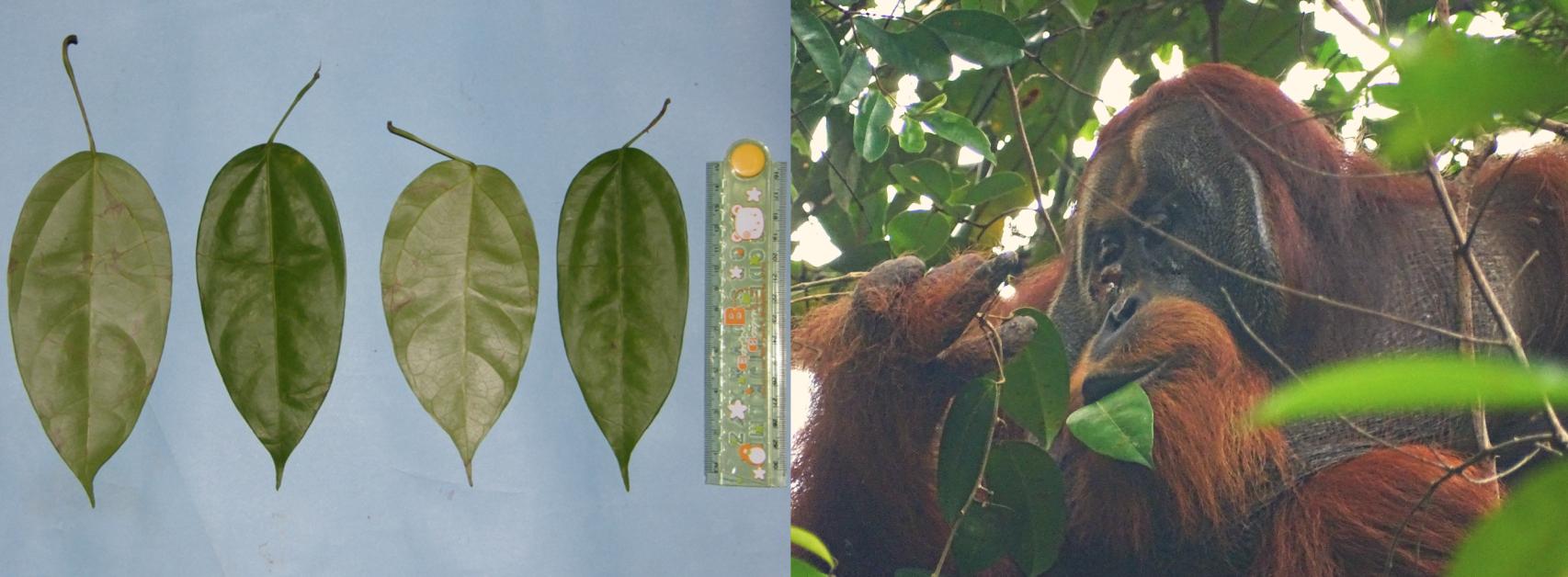 Raukus consumiendo las hojas de 'Fibraurea tinctoria'. Saidi Agam / Suaq Project