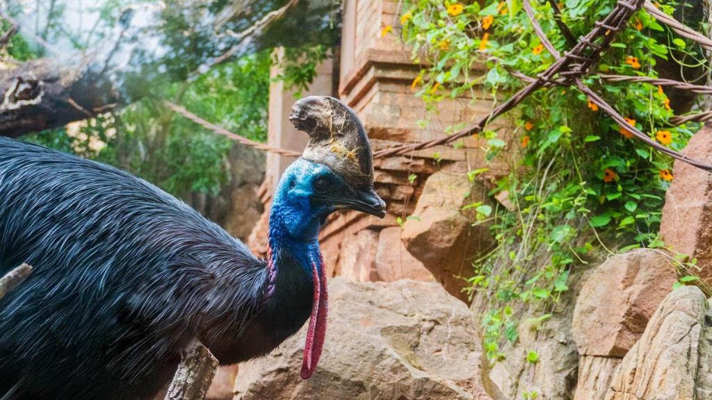 El causario común