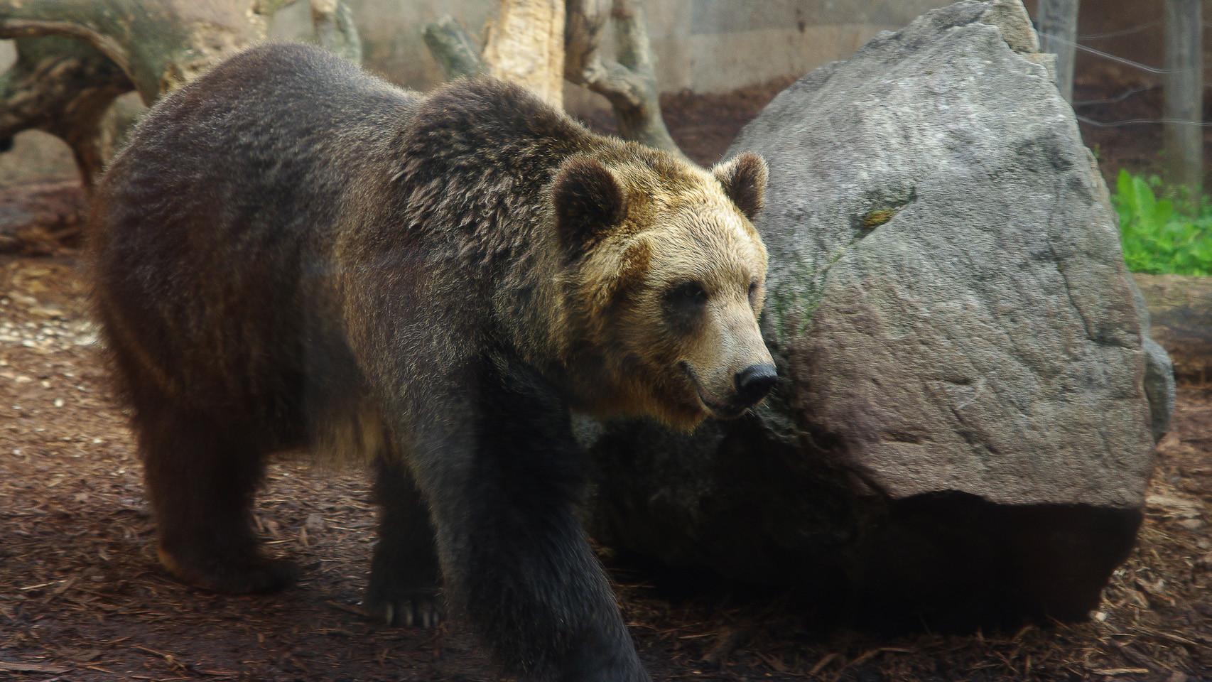 Oso pardo Ussuri en Hokkaido, en el año 2008.