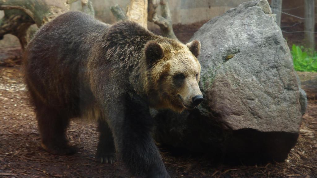 Oso pardo Ussuri en Hokkaido, en el año 2008.